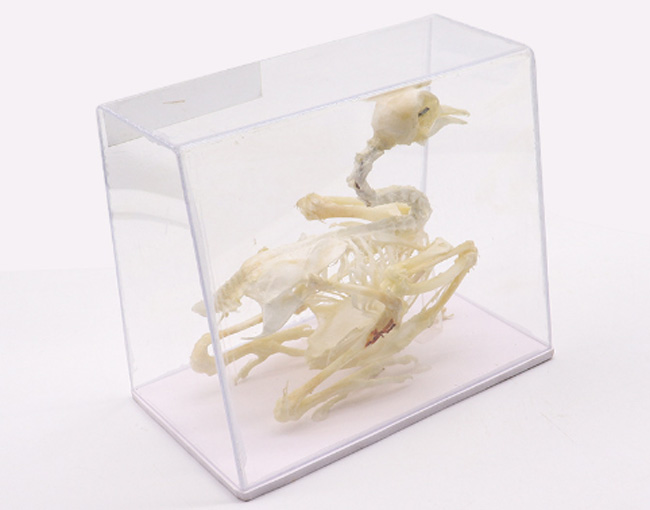 �������˱�